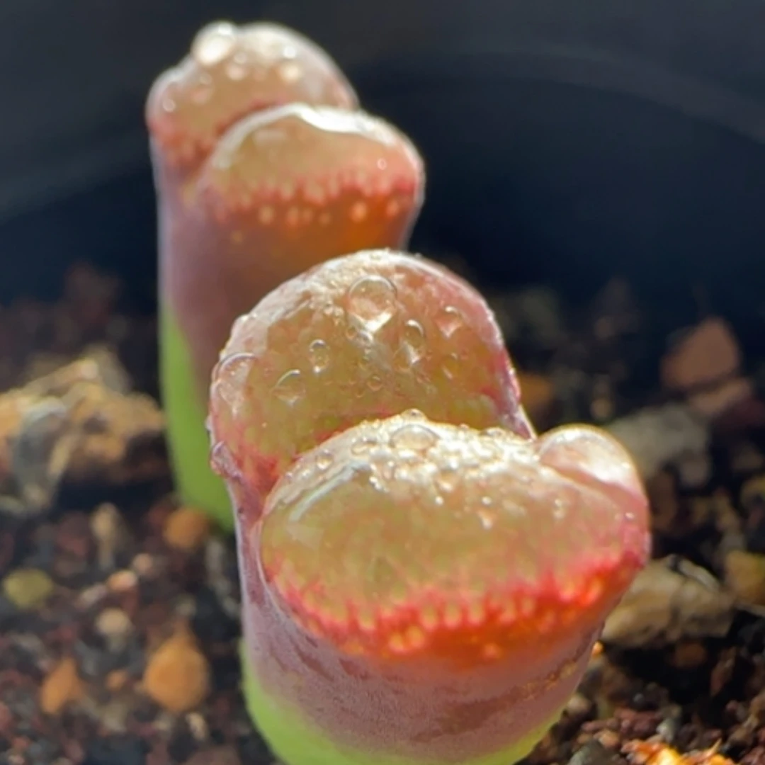 【闪购商品】0075紫风铃荧光圈