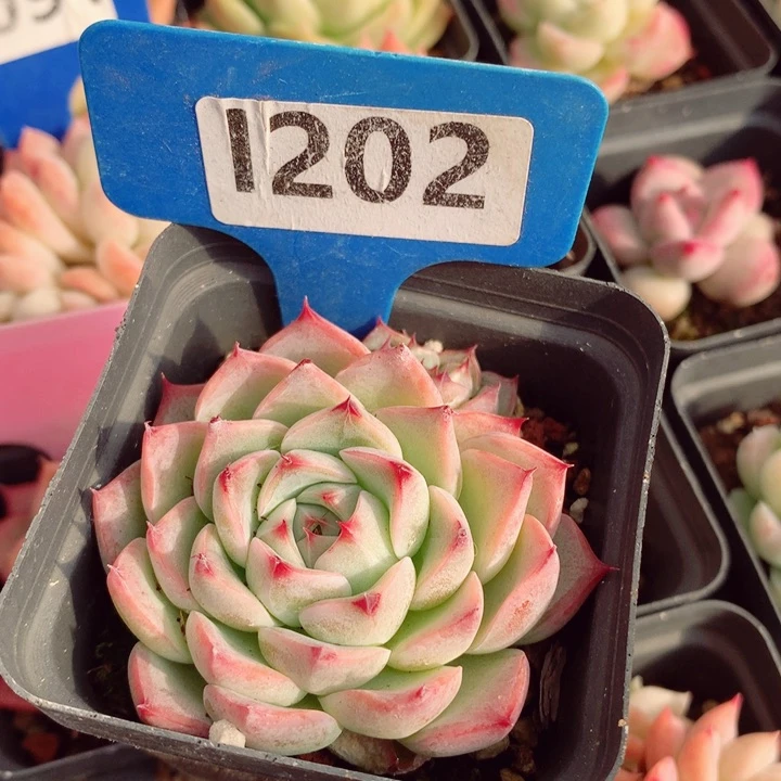 福利款多肉植物6cm