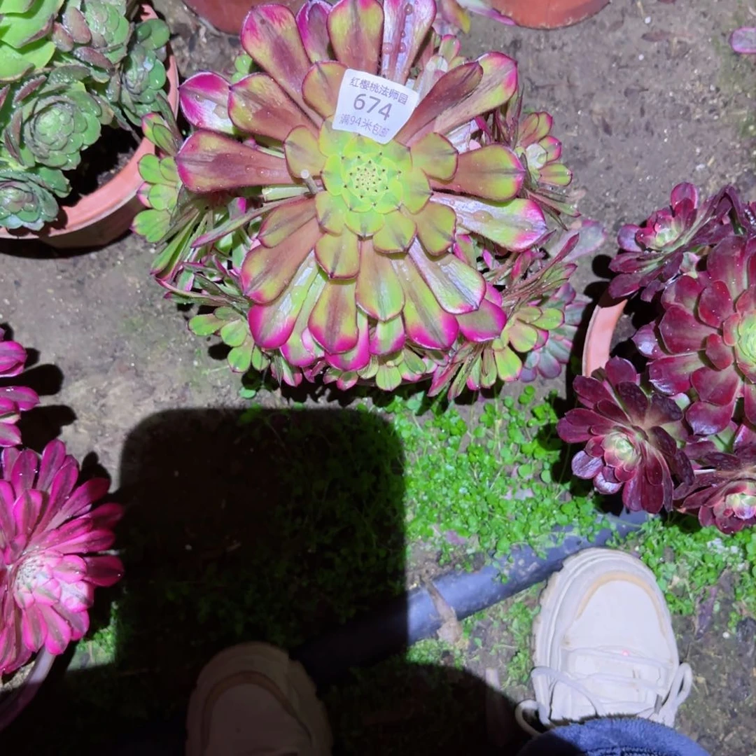 南*祝融法师多肉674