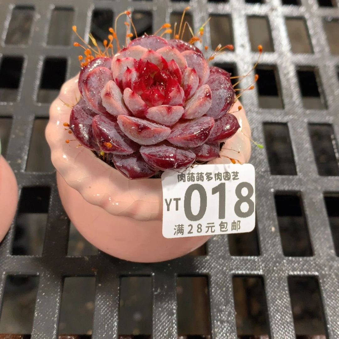 肉萌萌拇指盆精控多肉YT018