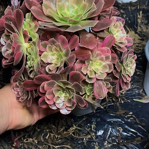 凤冠老桩捧花法师231号