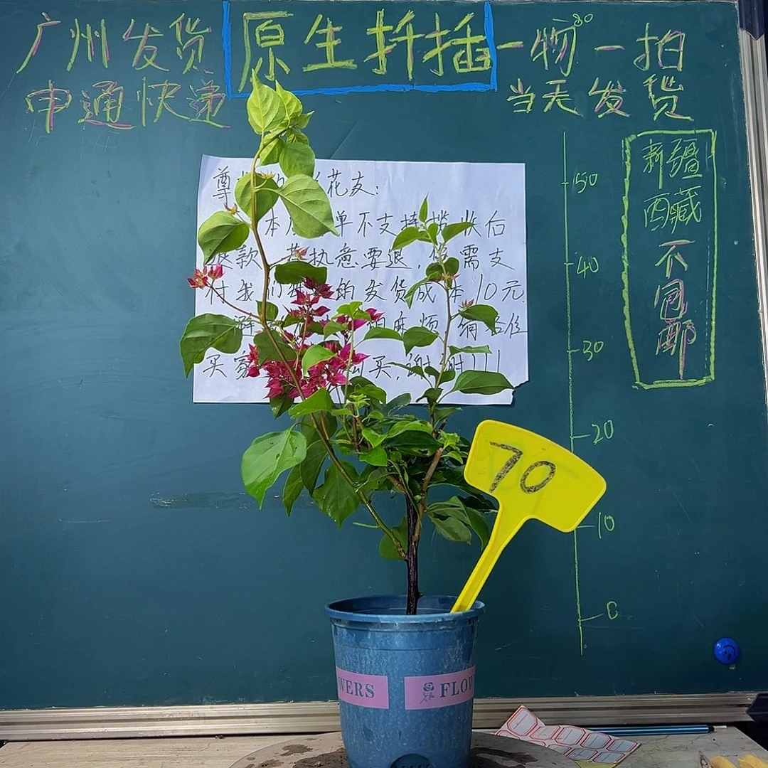 当前无花栽培后可以开花重瓣枣红 70