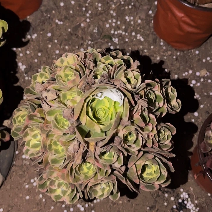 119妖月多肉植物不售后