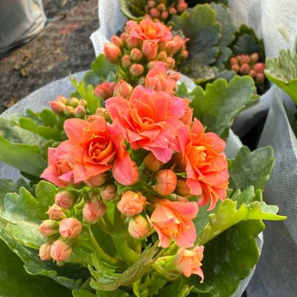 【中昌基地】【特级长寿】花卉家用