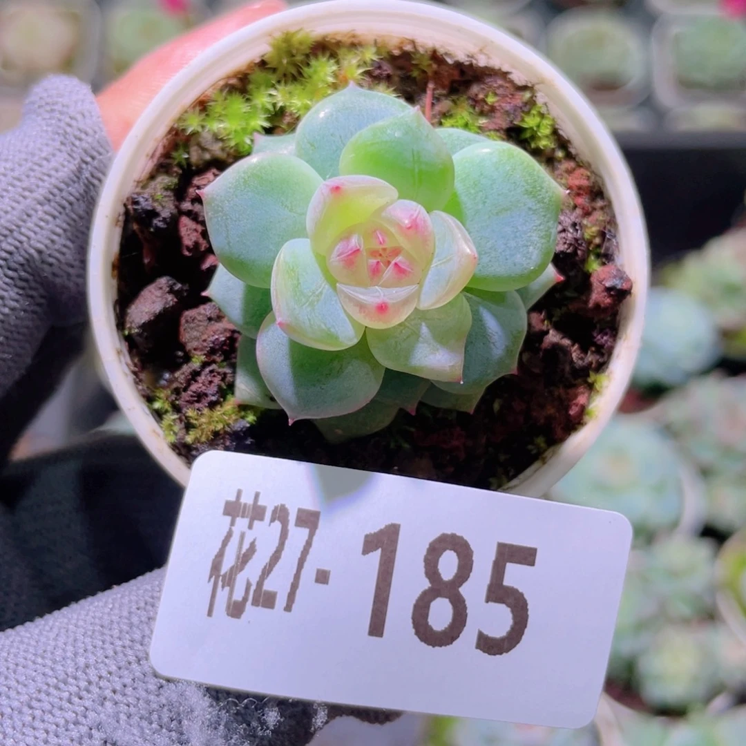 花利美27-185新品珍妮