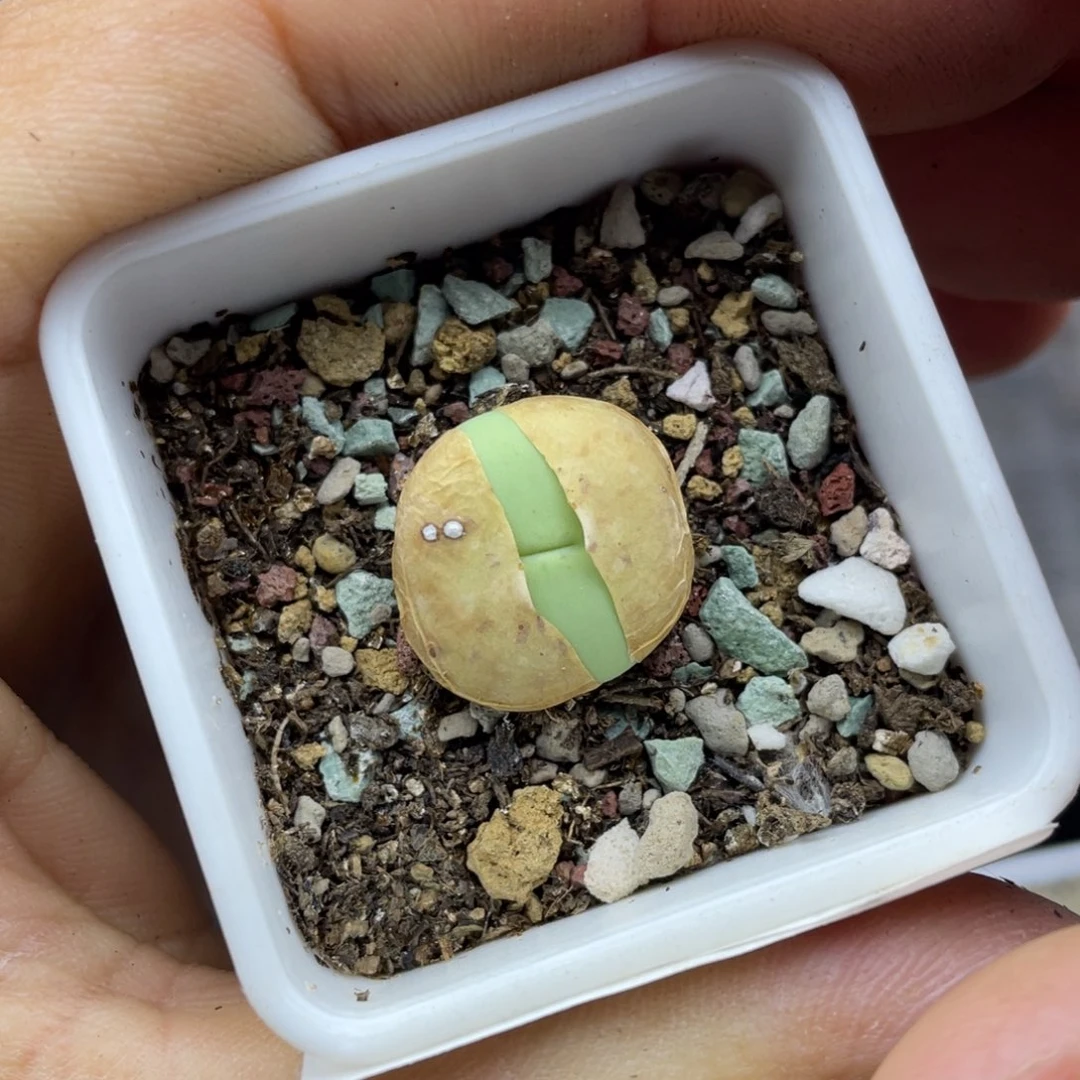 00000000000000000000397