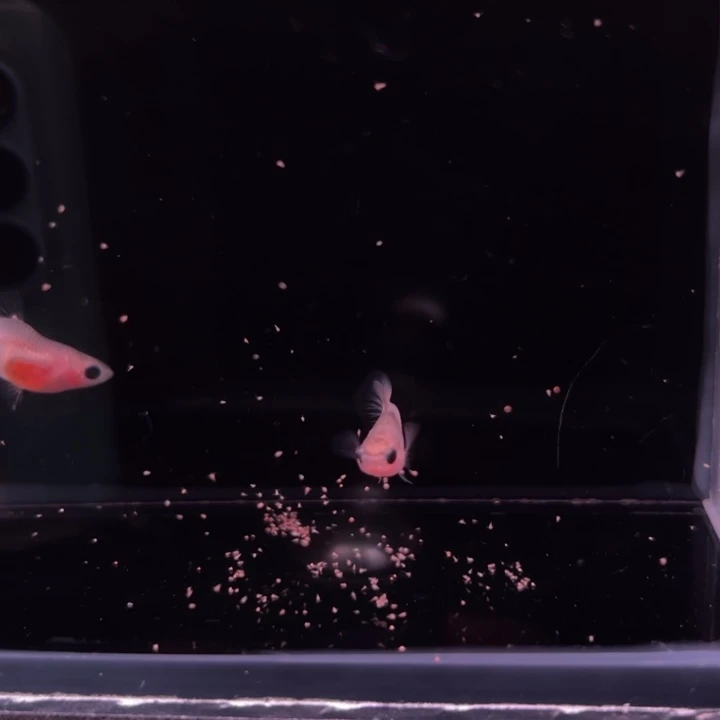 孔雀鱼粉猫幻彩玻璃猫1对