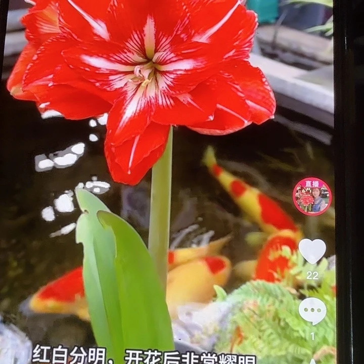 摇滚乐干巴球带花苞