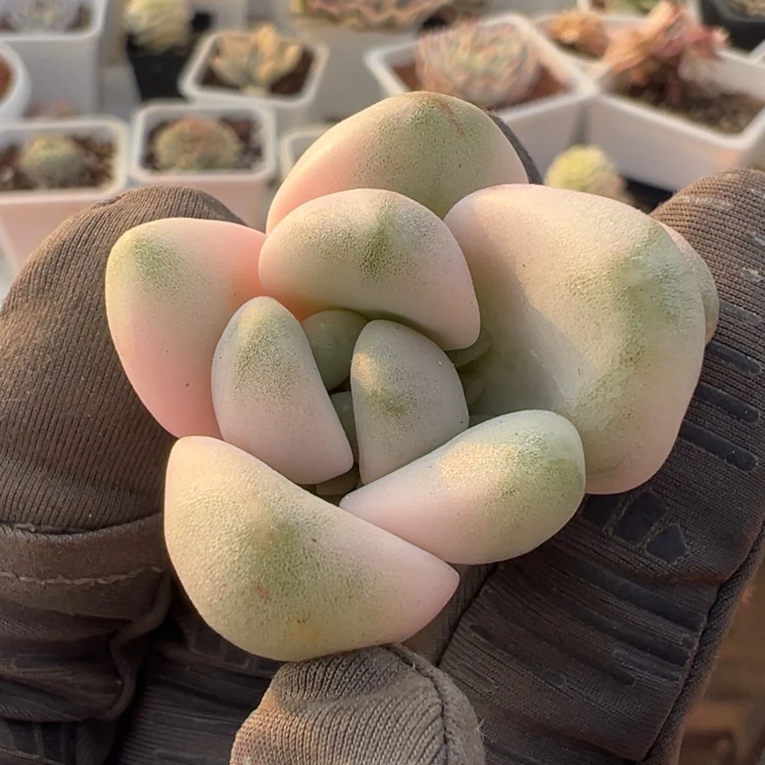 花斑鹿锦，覆轮锦侧头无根