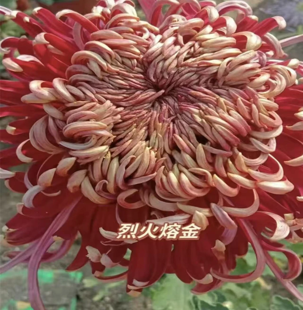 （烈火熔金）大花型 带花苞 原土原球 基地直销 发货包对