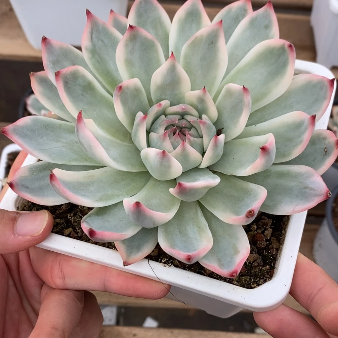 吉娃娃锦多肉植物7251