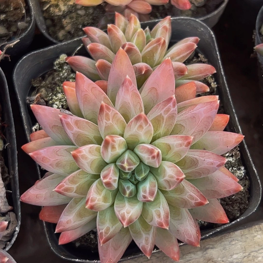 美人系列多肉植物