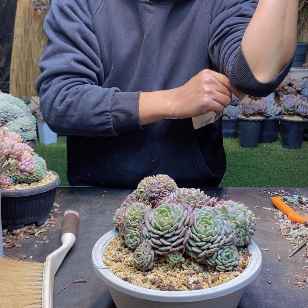 用**梅46号白胖子缀多肉