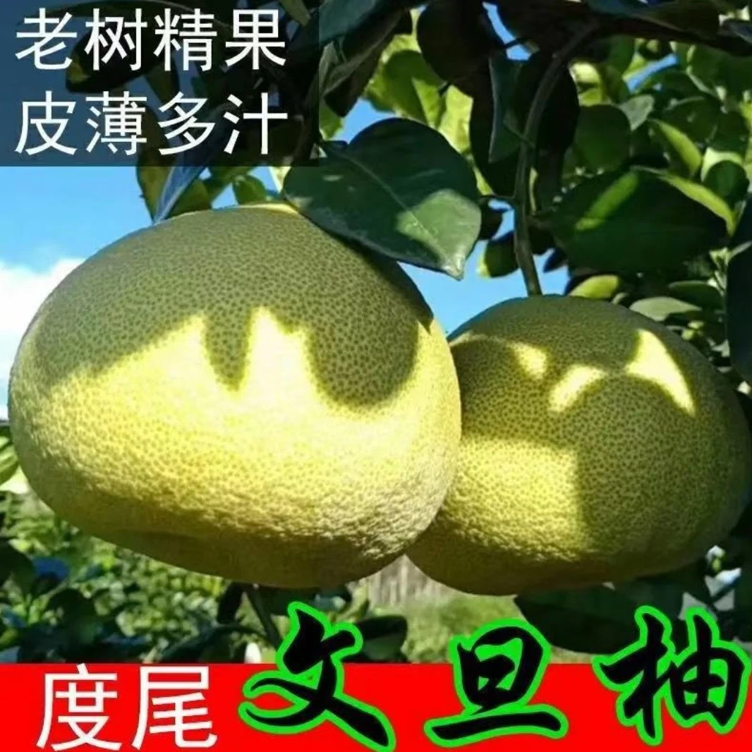 福建仙游度尾文旦柚子当季老树无孔新鲜水果青红心柚现摘现发