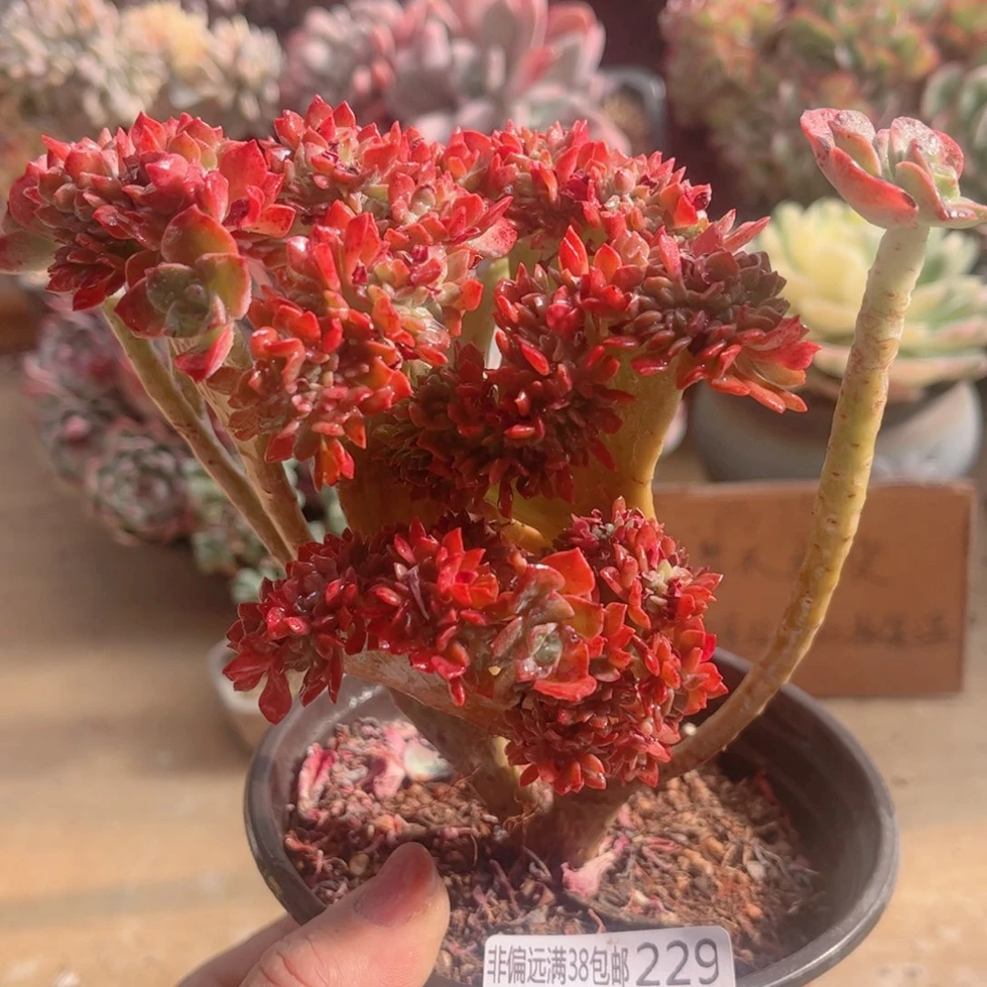 229登天乐缀德华多肉