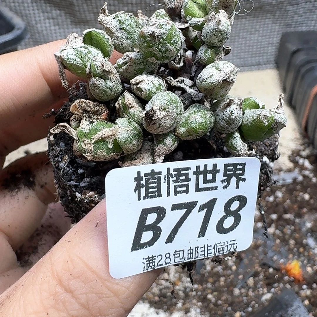 多肉植物的润泽dghb