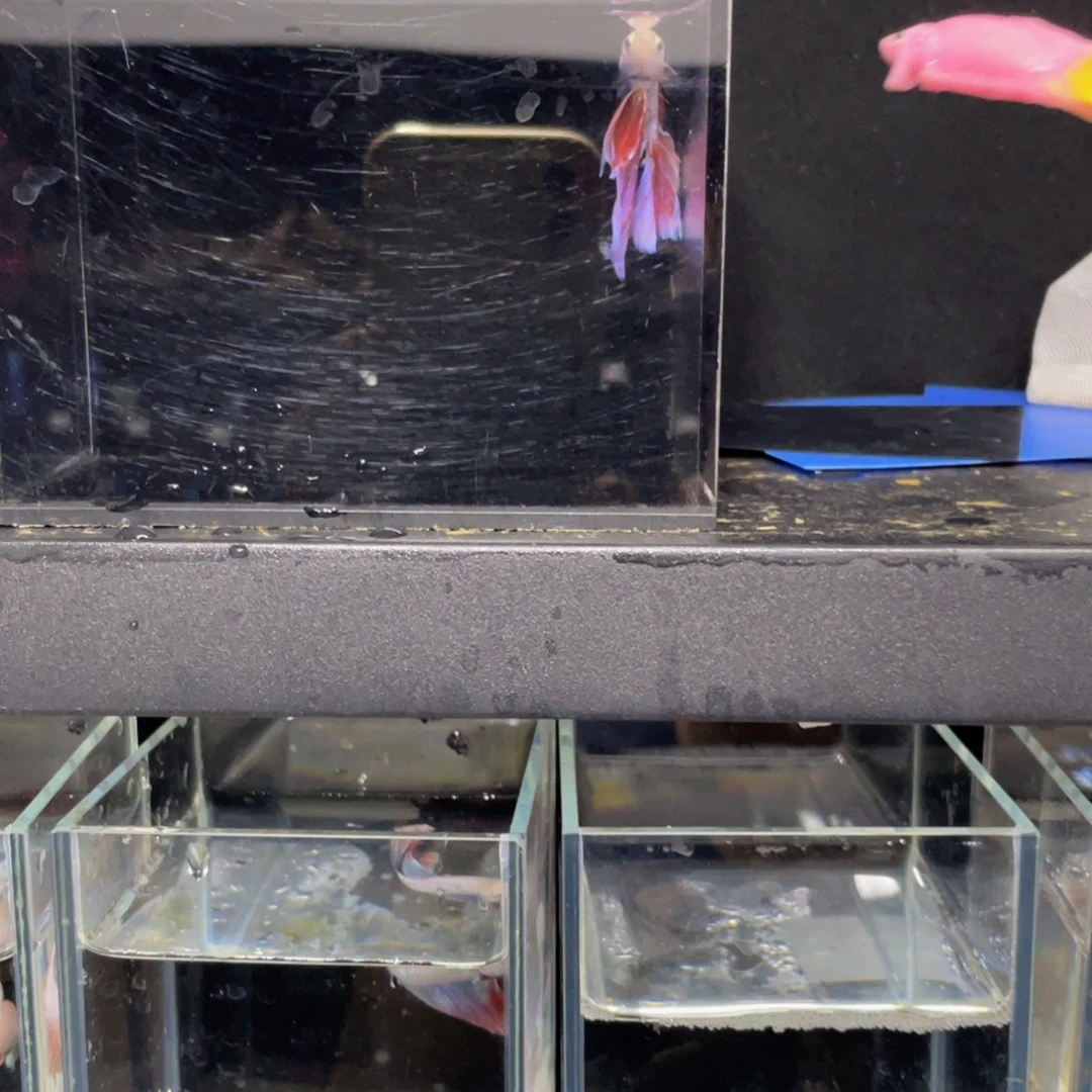 ****意海水几哈哈哈哈哈哈哈哈