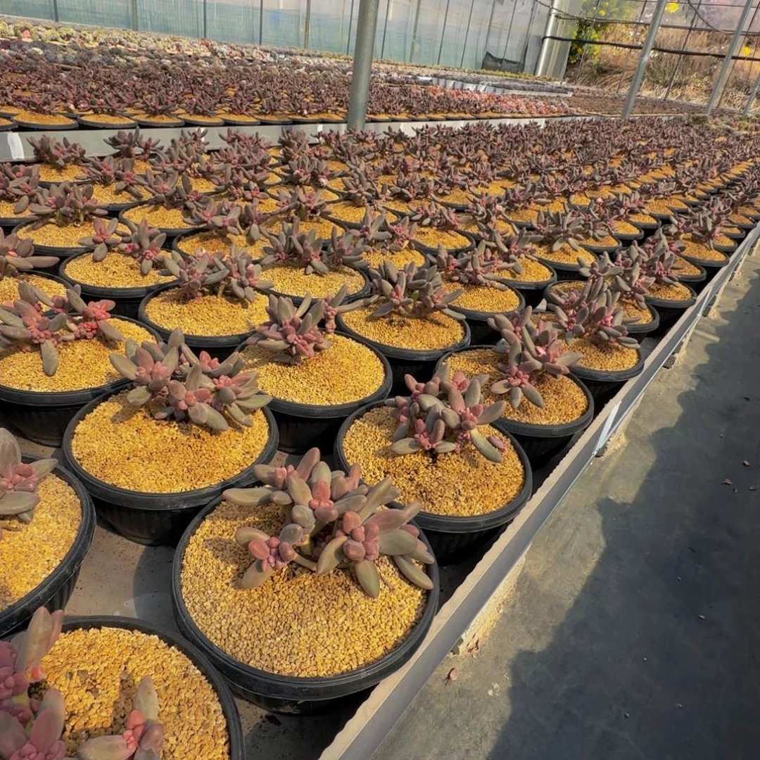 糖果美人无砍自然群生