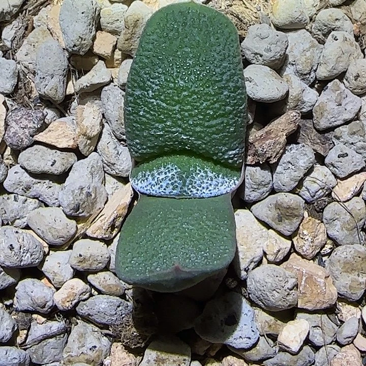 特军配短厚叶侧芽