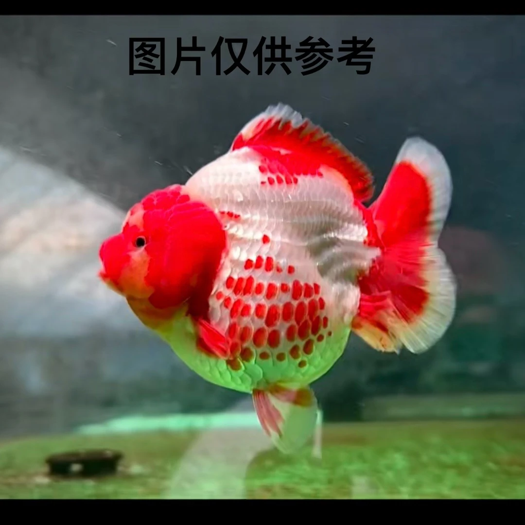 直播链接精品百褶泰狮金鱼冷水观赏鱼好养耐活适合家养