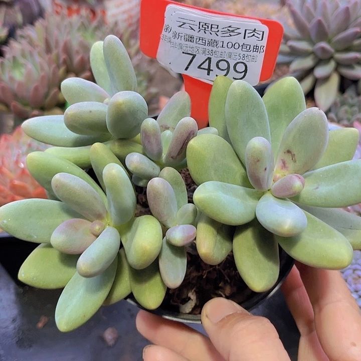 7499糖果美人。