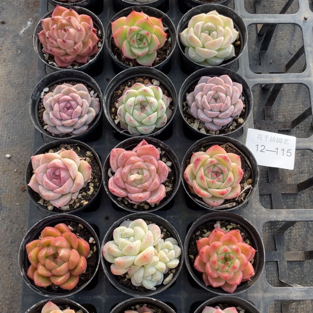 一物一拍18棵12-115