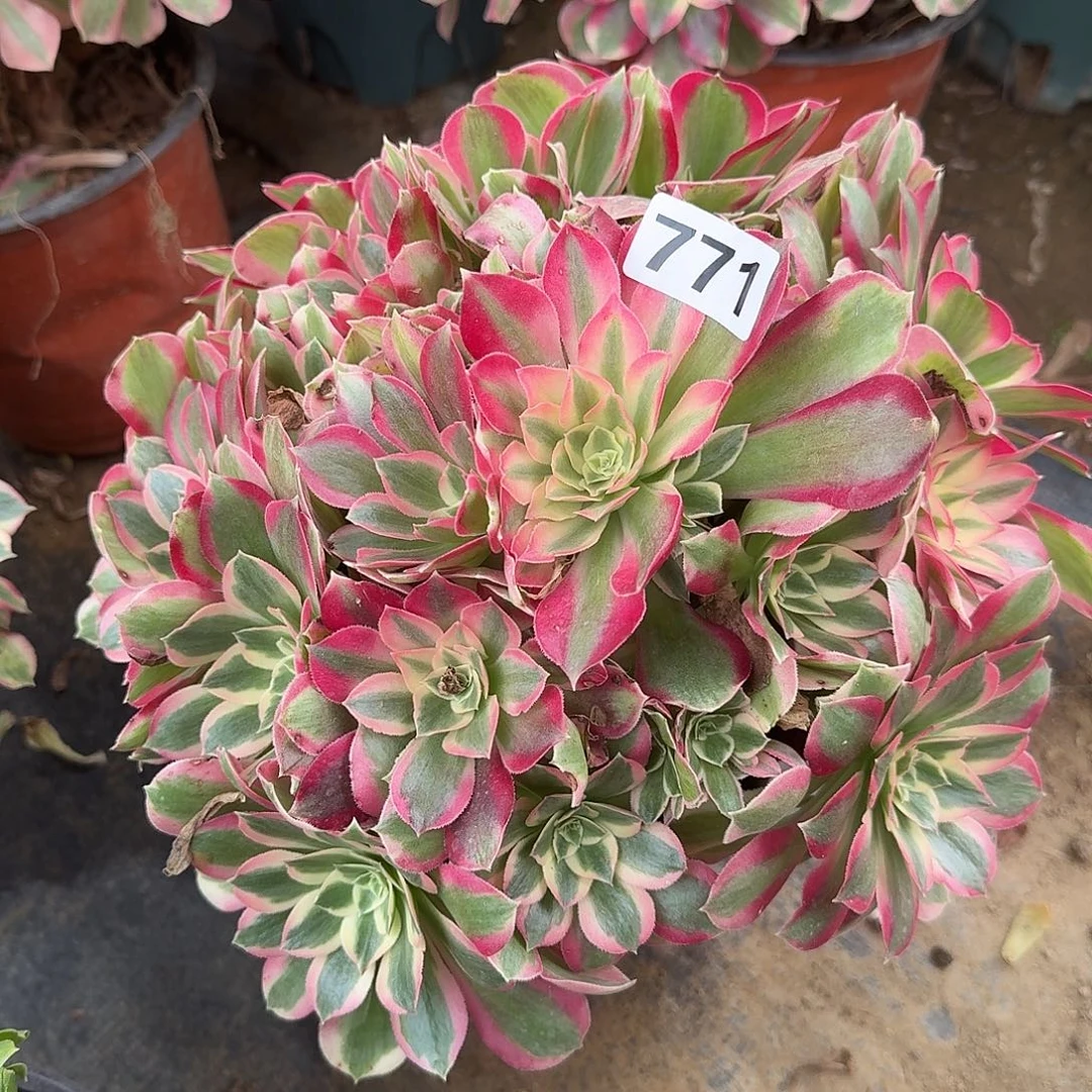 多肉植物女巫变异771