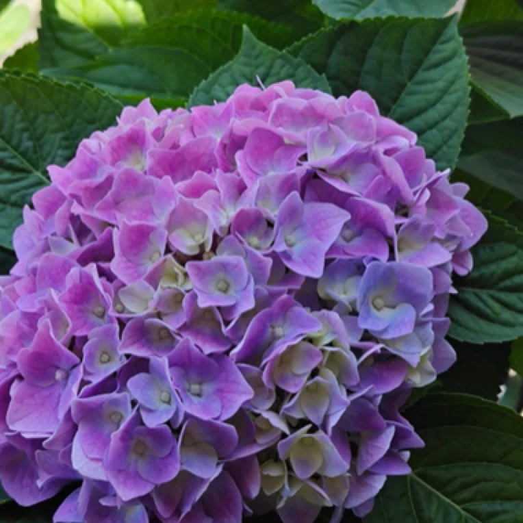 【魔幻紫水晶~三加仑】贵州绣球花盆栽地栽绿植植物易养活鲜花盆栽