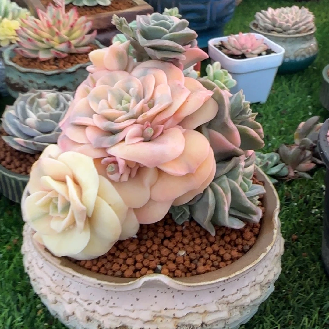 可爱玫瑰锦多肉植物