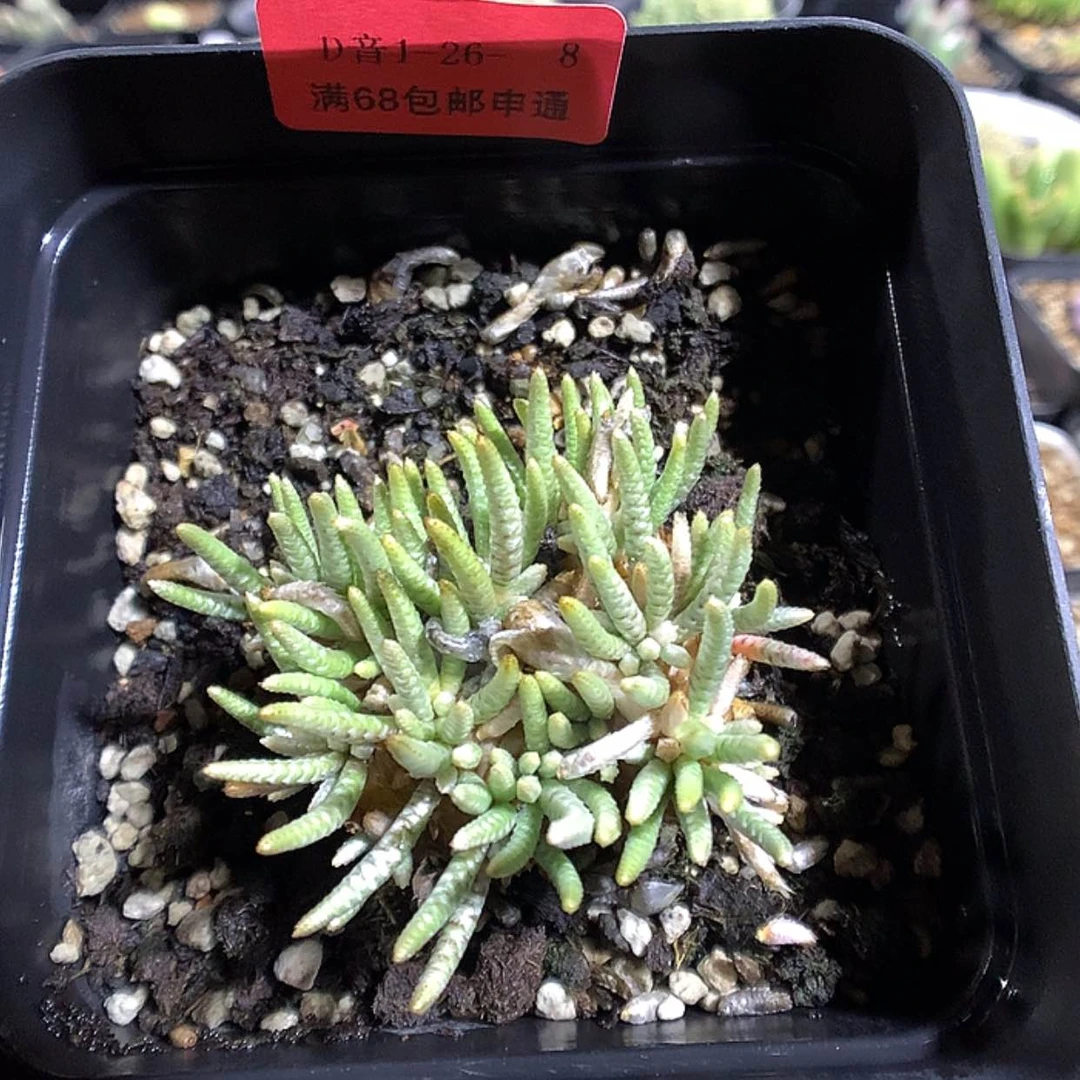 【闪购商品】1-26-8 白花韧锦一颗
