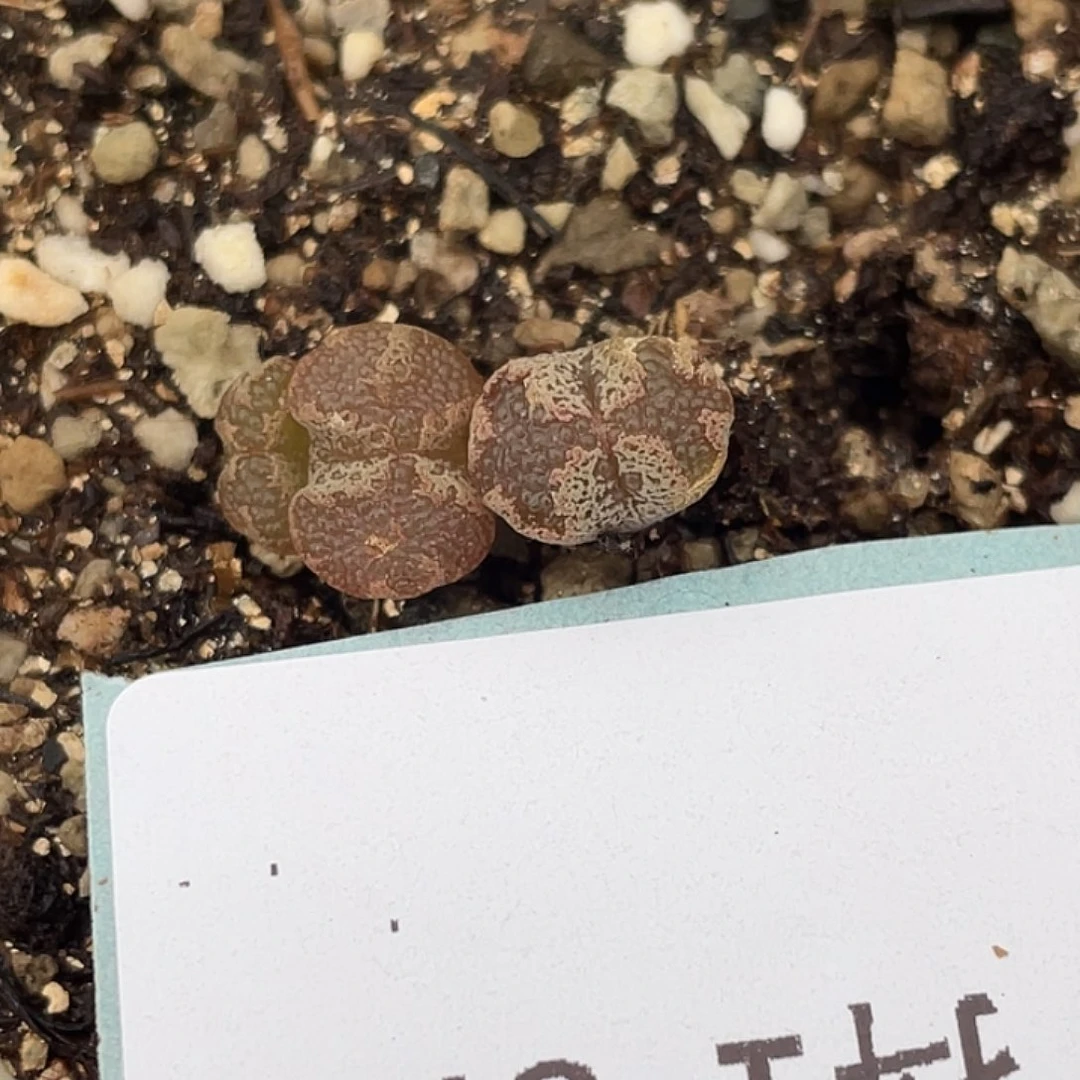 1-87超碟多肉植物