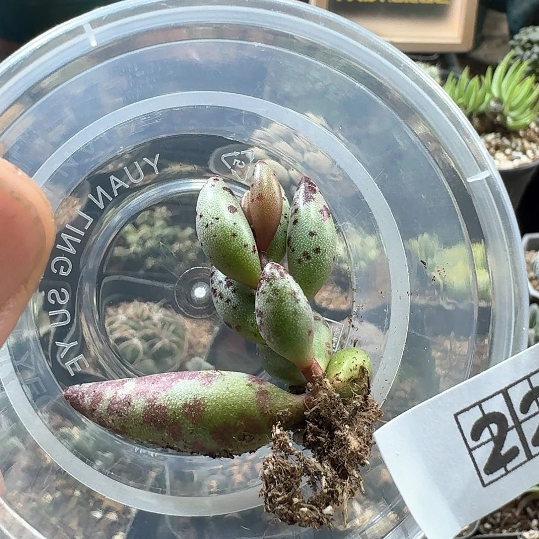 清*轩223梅花鹿水泡脱土发货