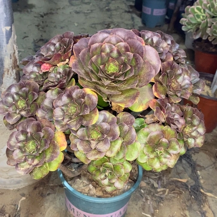 魅金玫瑰多肉植物31。