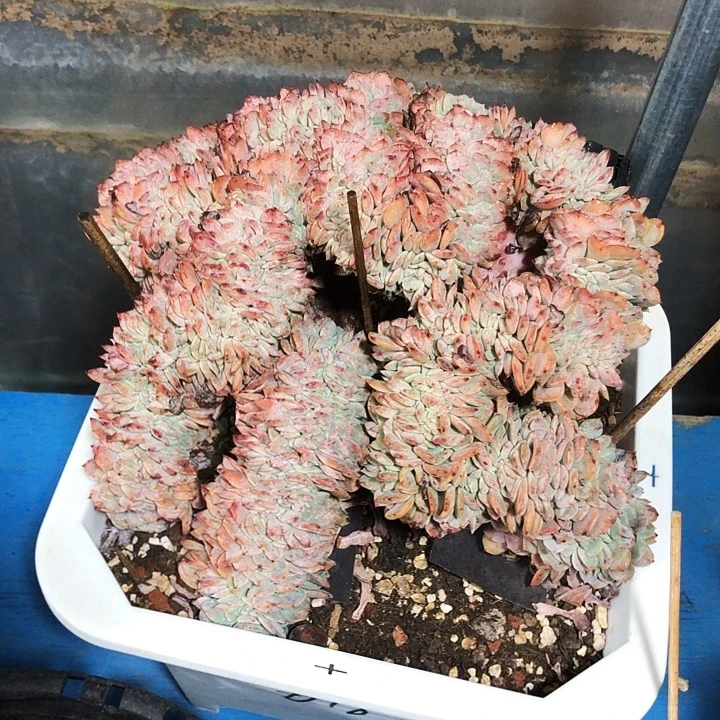 海棠花缀化多肉植物