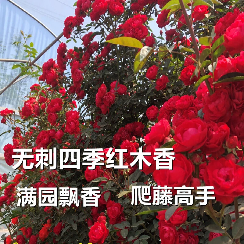 重瓣红木香四季开花树苗木香花老桩庭院无刺爬藤植物爬墙月季蔷薇