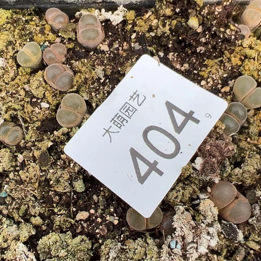 0000404量拍E1风铃2颗糖霜