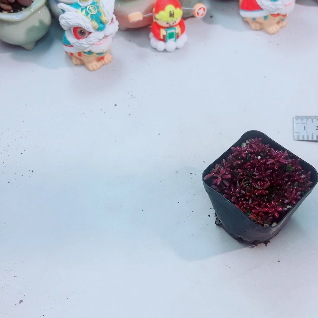 紫米粒多肉植物1盆