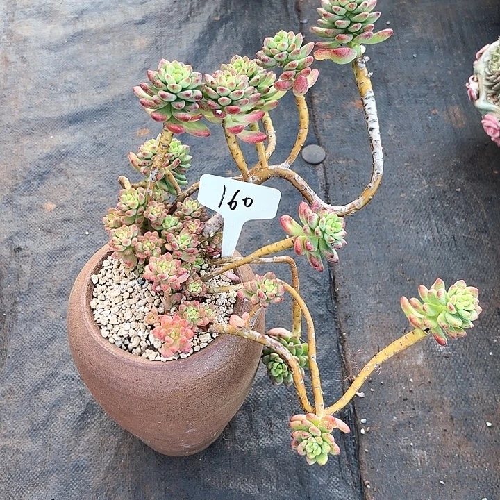 多肉植物，香格里拉160号