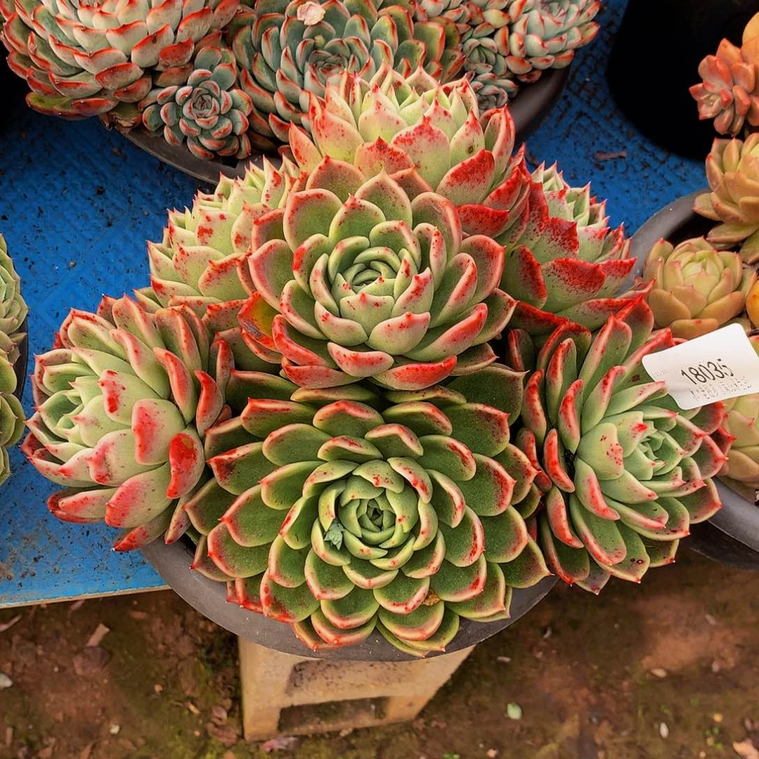 新***装     红女巫多肉18035