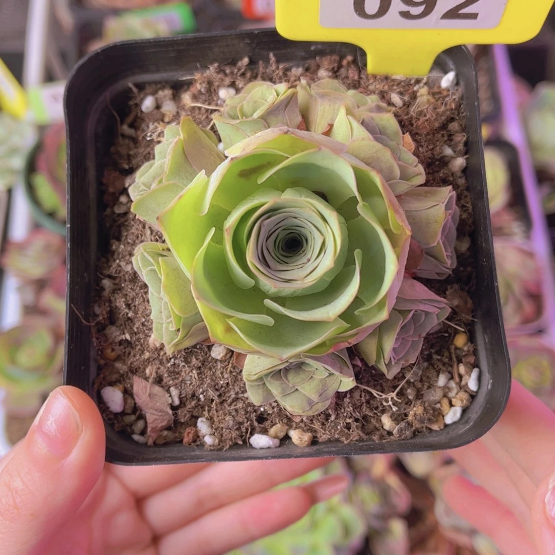 单品一物一拍092号山地玫瑰