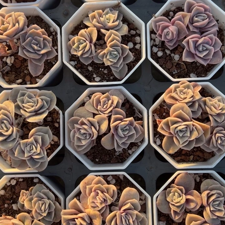 可爱玫瑰三头群一颗量拍多肉满20包邮