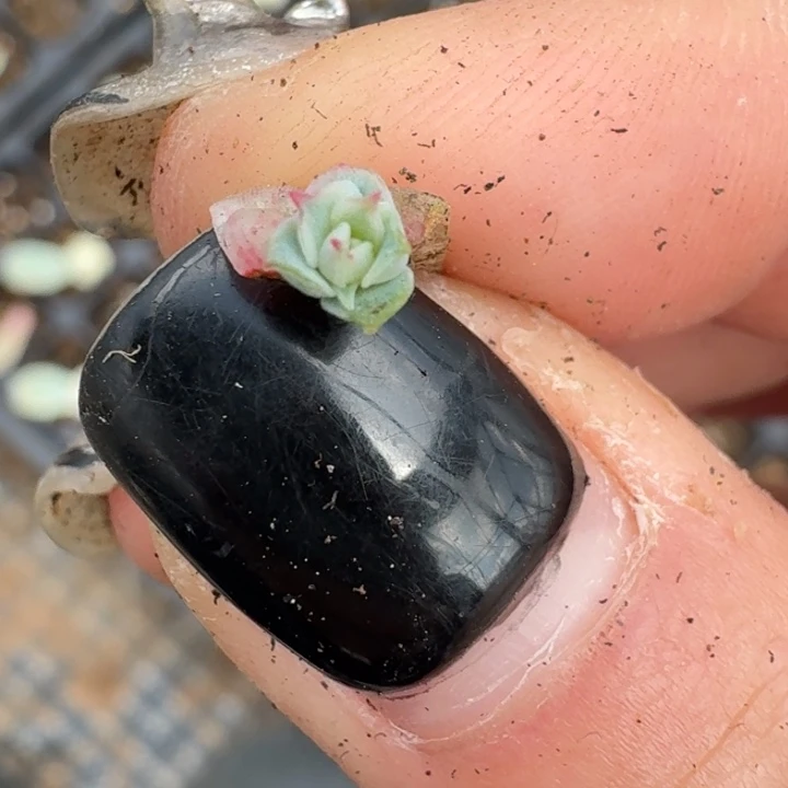 一物一拍好看覆轮553