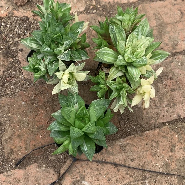 皮*宝草+杂交寿锦一物一拍