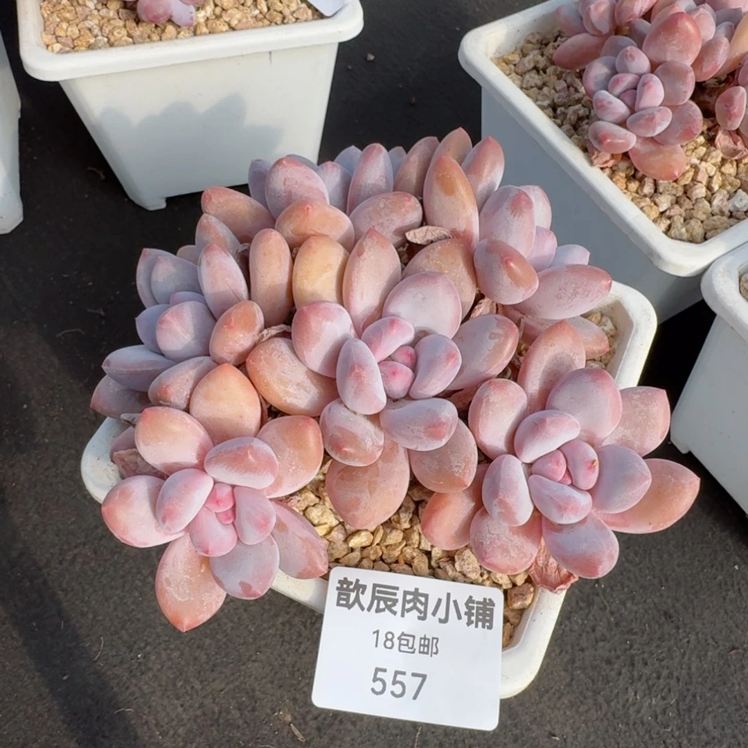 多肉植物  557  香水