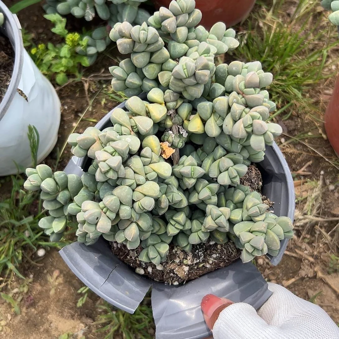 多肉植物鹿角海棠