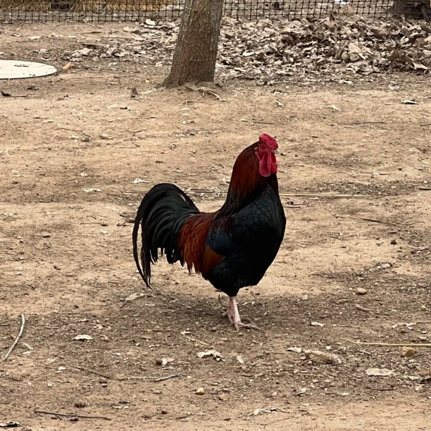 180天以上大公鸡走地鸡纯粮食散养现杀现卖新鲜鸡肉 包冰率不含冰