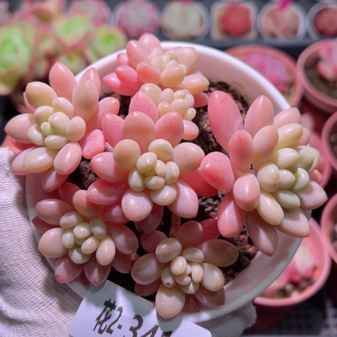 花02-341洛可可群