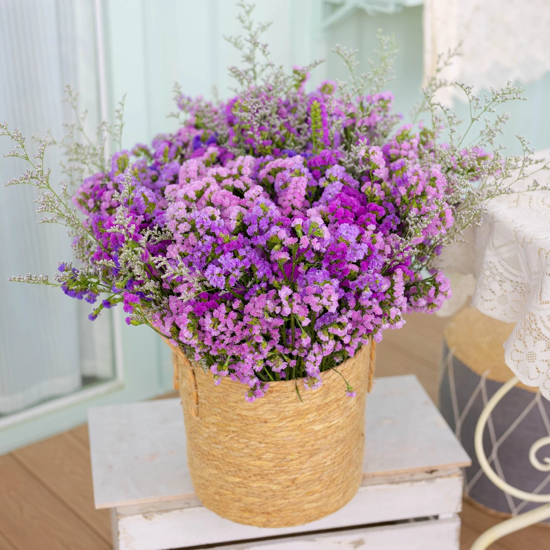 【俩斤装勿忘我】到手俩束四色勿忘我云南昆明基地干花永生花鲜花