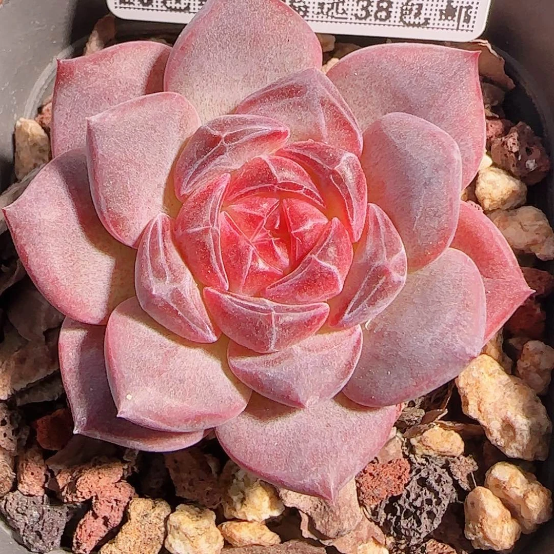 多肉1028--181琥珀