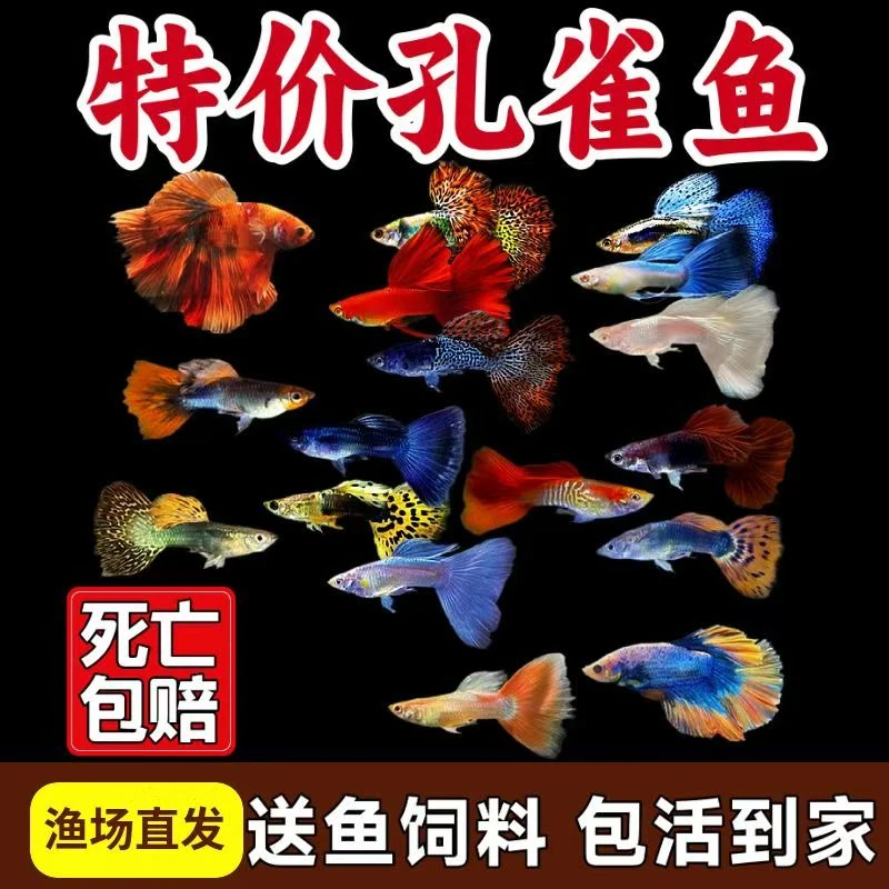 小型观赏热带孔雀鱼杂袍好养耐活淡水凤尾鱼好养超能生小鱼苗